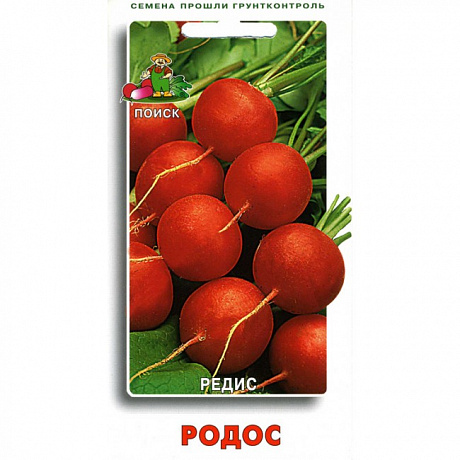 Редис Родос фото Редис Родос 