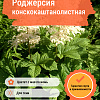 Роджерсия конскокаштанолистная фото 4 