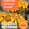 Бузульник зубчатый Твилайт фото 1 