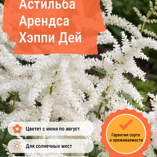 Астильба Арендса Хэппи Дей фото 1 